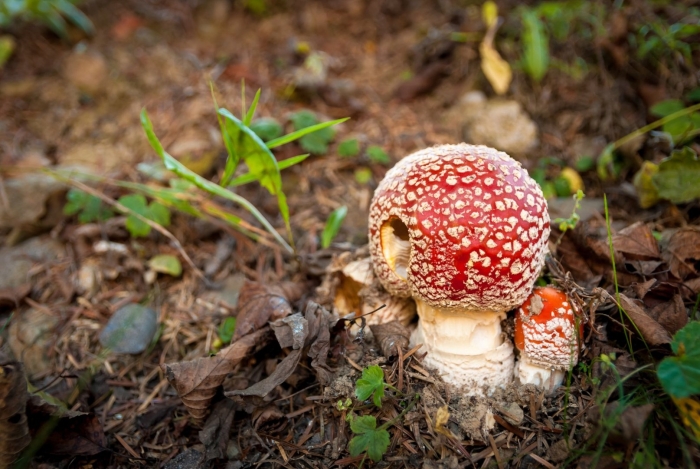 Цезарский гриб