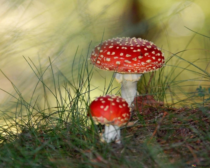 Мухомор аманита мускария