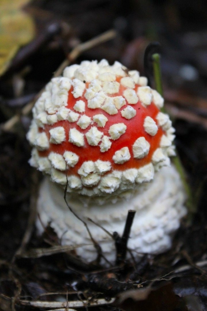 Мухомор красный маленький