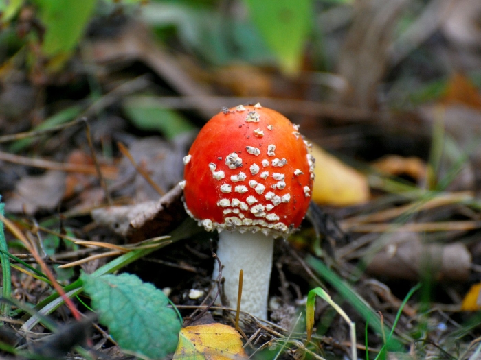 Красивый мухомор