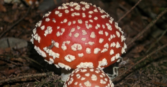 Большой мухомор