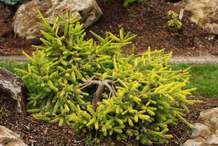 Ель обыкновенная акрокона голден