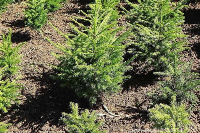 Ель обыкновенная (picea abies  cupressina )*