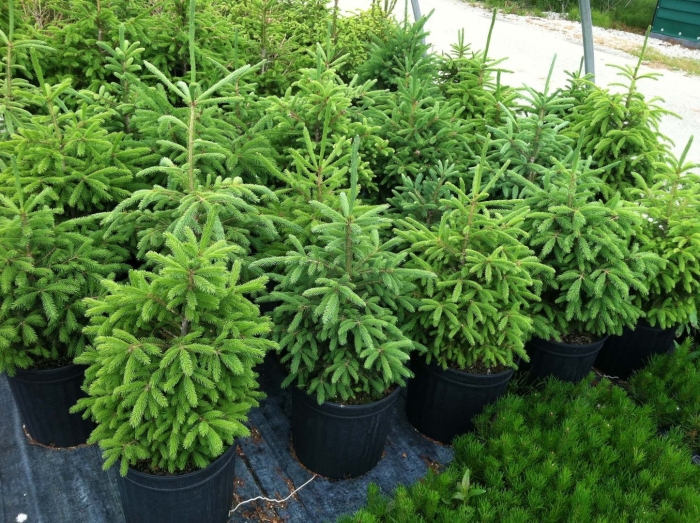 Ель обыкновенная элеганс