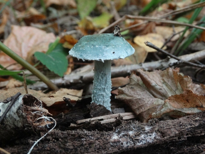 Гриб строфария сине зеленая