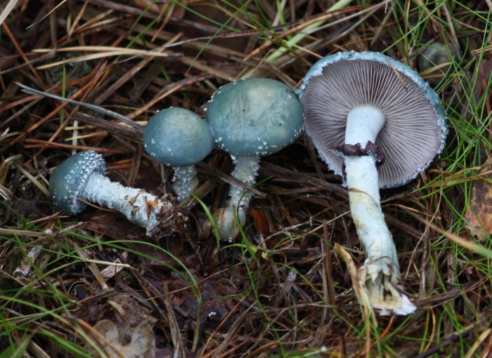 Stropharia aeruginosa