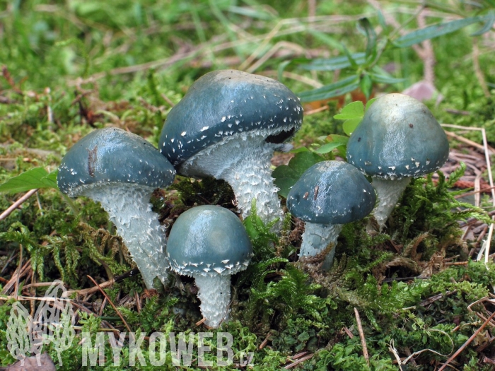 Строфария сине-зелёная stropharia aeruginosa