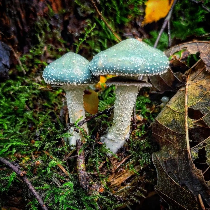 Гриб строфария сине зеленая