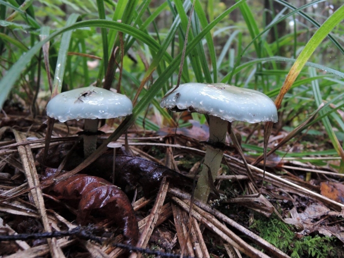 Строфария гриб