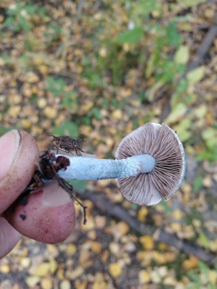 Гриб строфария сине зеленая