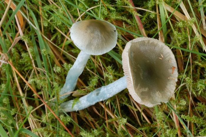 Stropharia caerulea