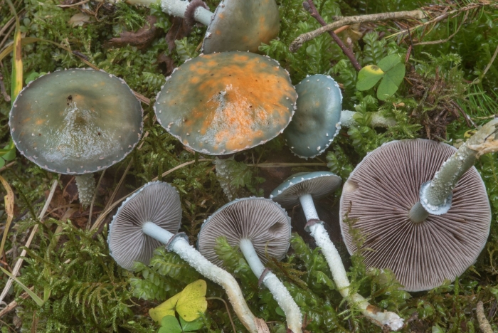 Гриб страфия синезеленая