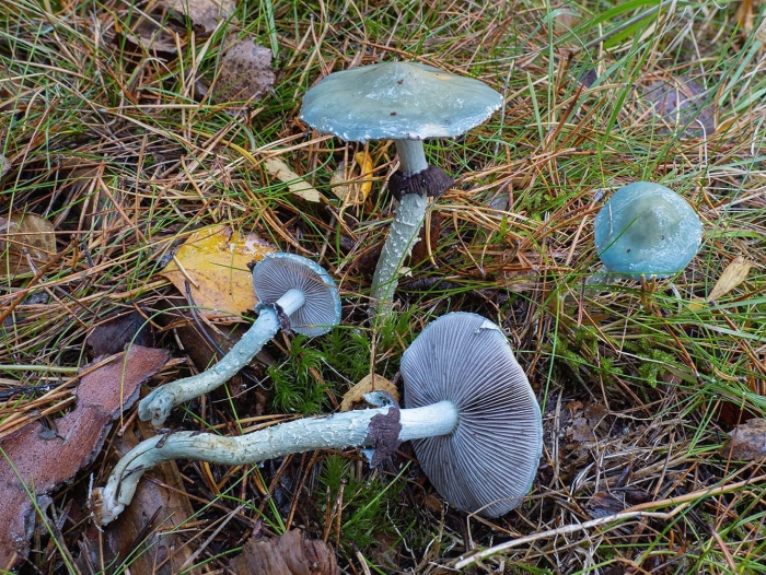 Строфария сине зеленая