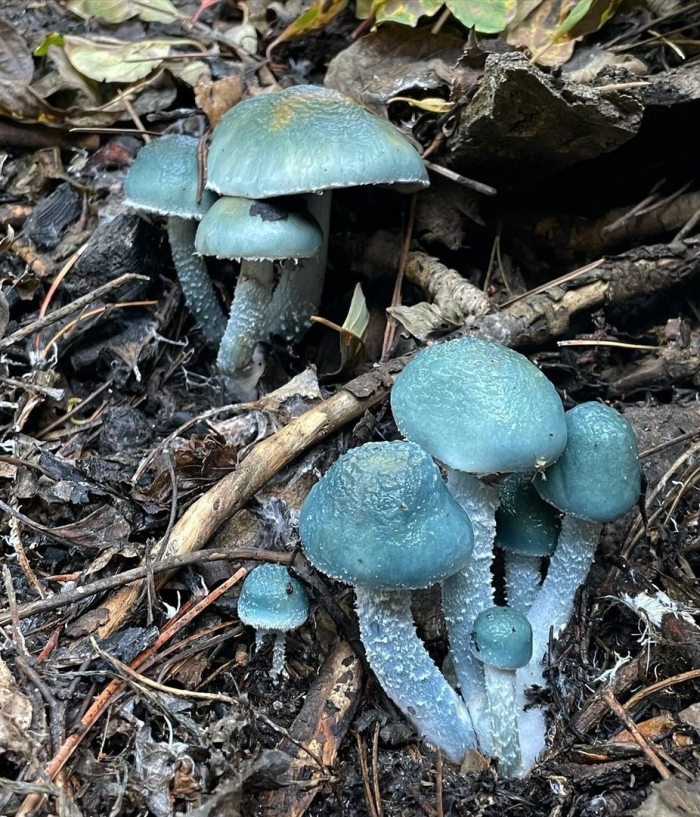 Гриб строфария сине зеленая