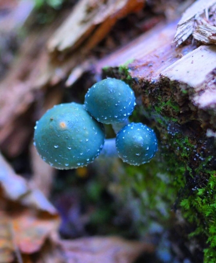 Голубая мицена