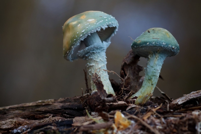 Строфария сине-зелёная stropharia aeruginosa