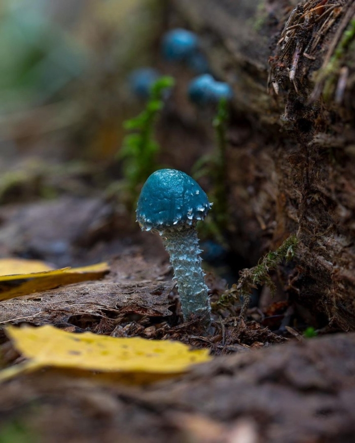 Строфария сине-зеленая