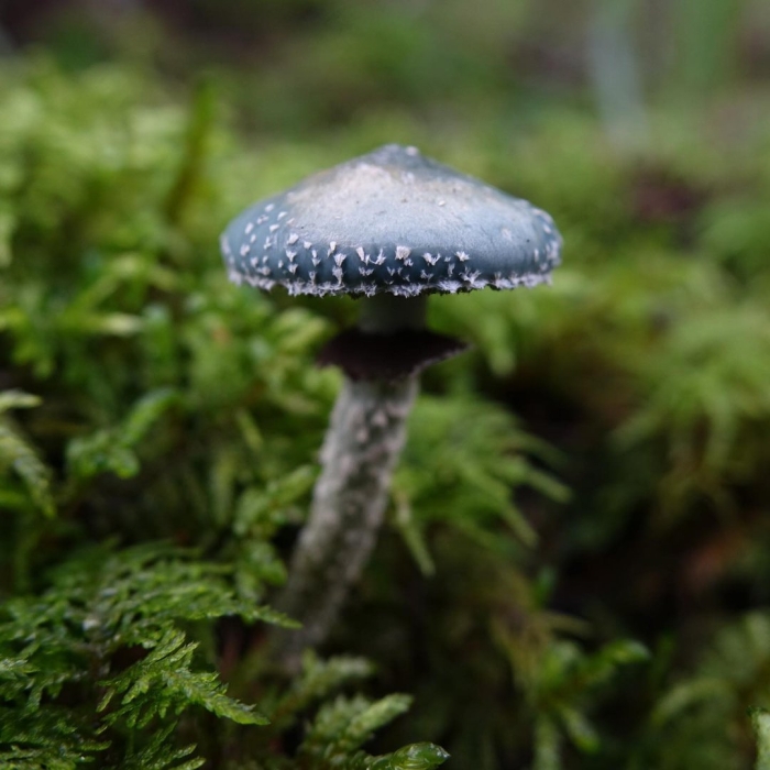 Строфария сине-зелёная stropharia aeruginosa