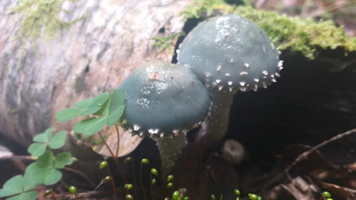 Строфария зеленая