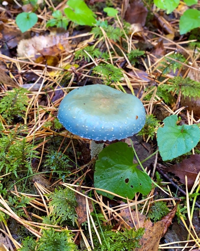 Гриб строфария сине зеленая