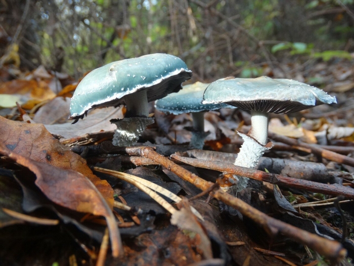 Строфария сине-зелёная stropharia aeruginosa