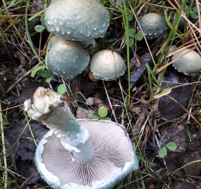 Stropharia aeruginosa