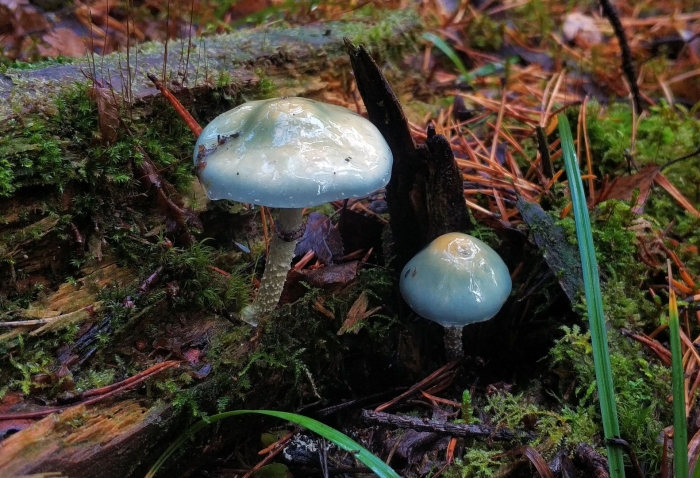 Строфария сине зелёная гриб