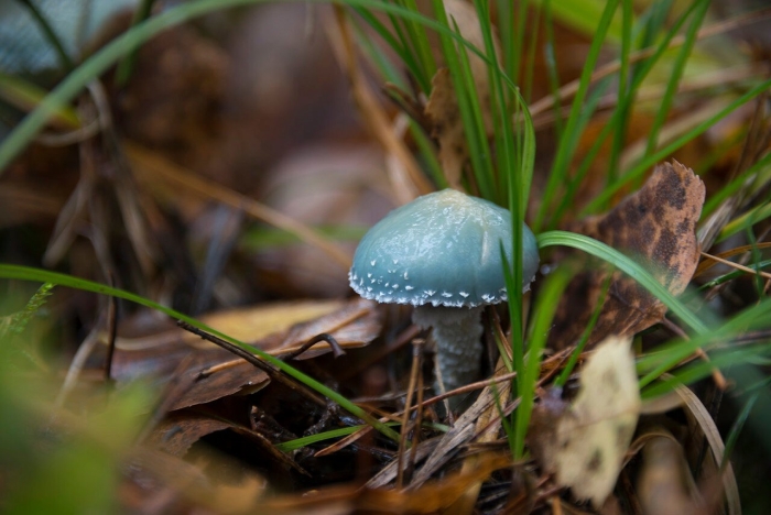 Строфария сине-зелёная stropharia aeruginosa