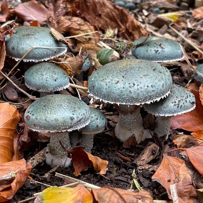 Строфария сине-зелёная stropharia aeruginosa