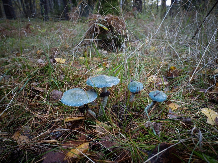 Гриб строфария сине зеленая