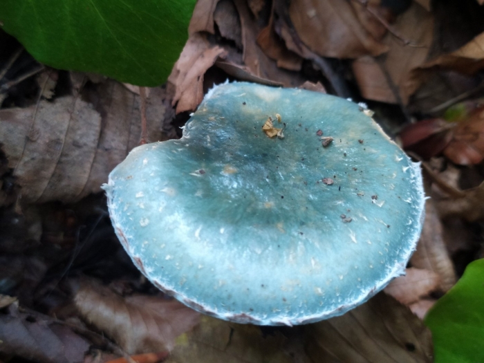 Строфария сине-зелёная stropharia aeruginosa