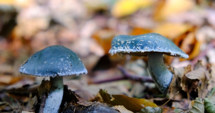 Строфария сине-зелёная строфариевые