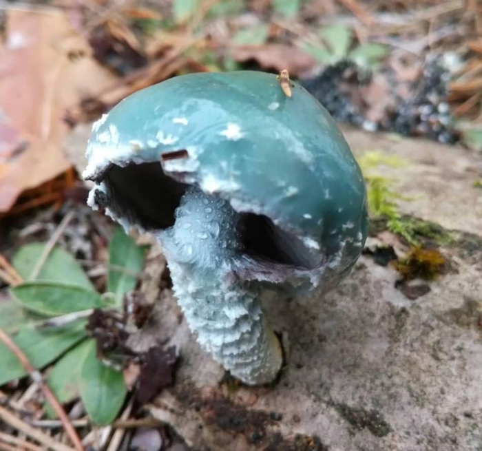 Гриб страфия синезеленая