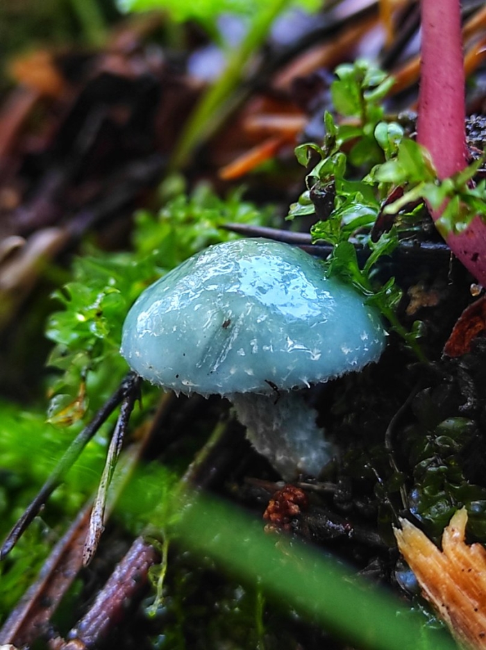 Строфария сине-зелёная лат stropharia aeruginosa