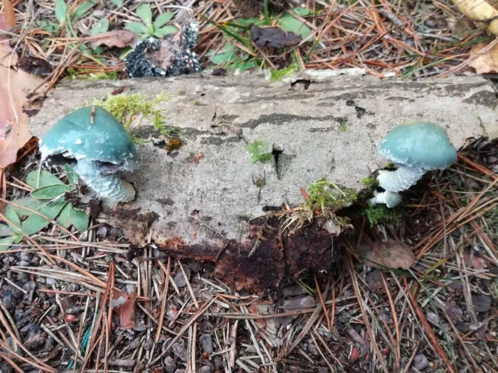 Строфария сине-зелёная stropharia aeruginosa