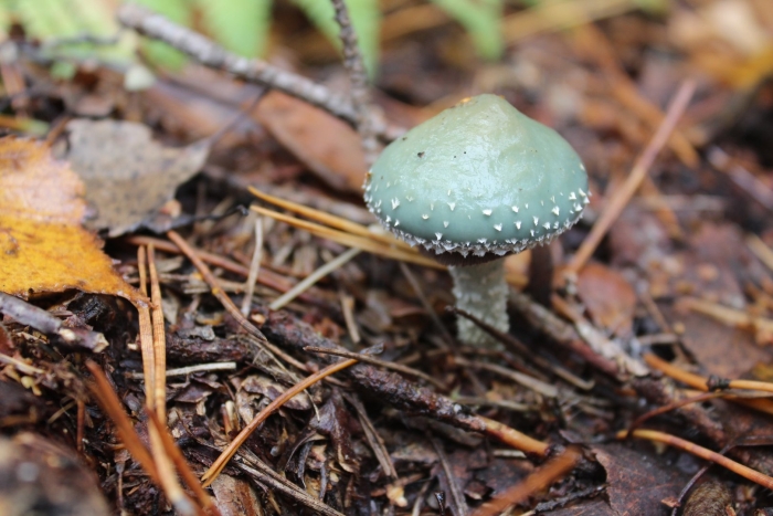 Строфария сине-зелёная stropharia aeruginosa