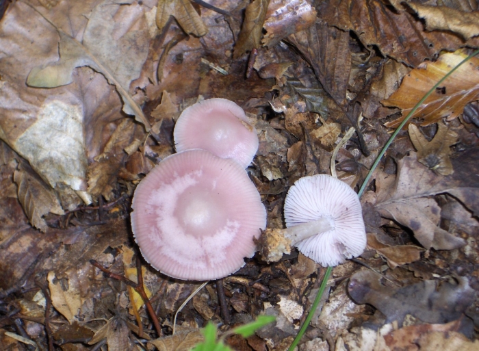 Mycena rosea грибы