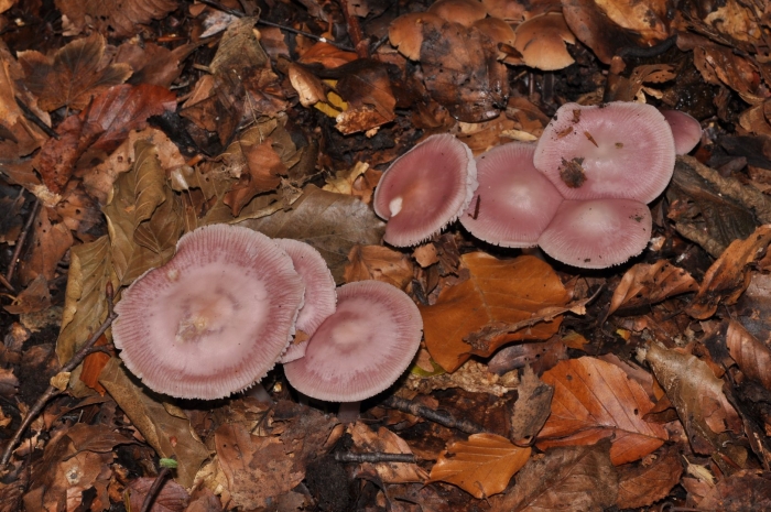 Розовые грибы