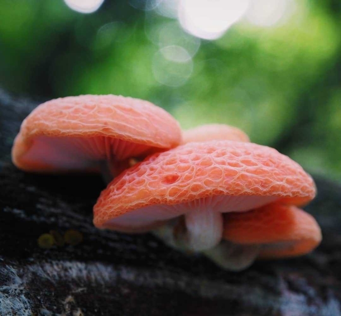 Родотус дланевидный