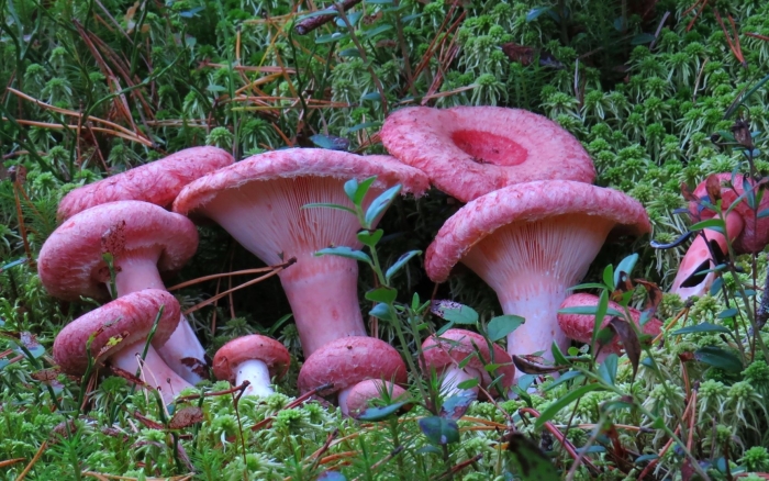 Млечник волнушка гриб