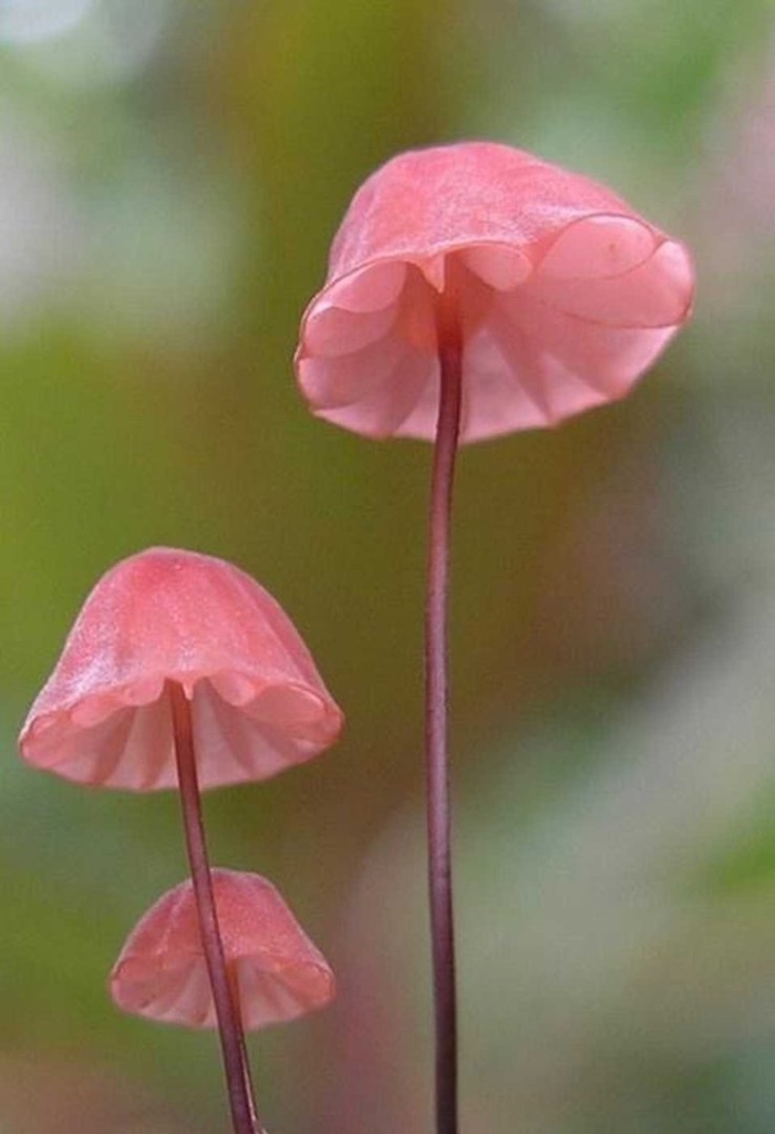Гриб marasmius haematocephalus