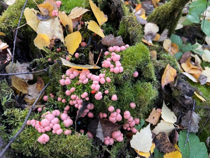 Ликогала древесинная