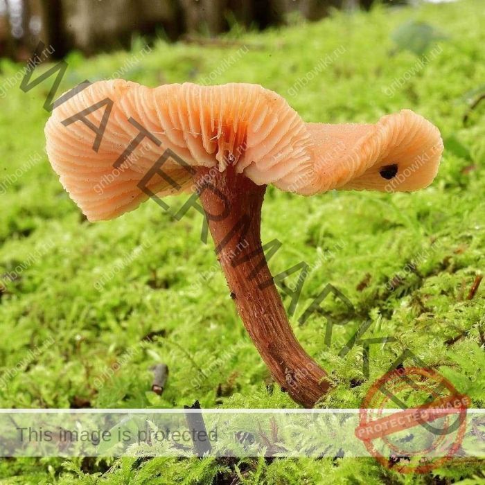 Лаковица обыкновенная гриб