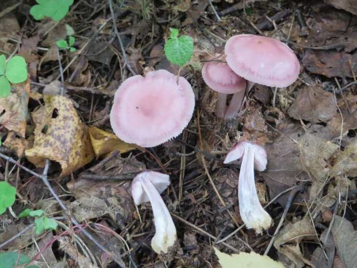 Сыроежка розовая russula rosea