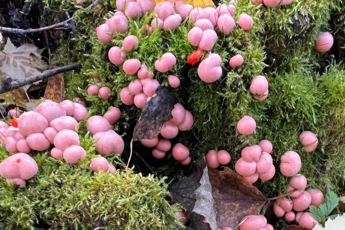 Lycogala epidendrum