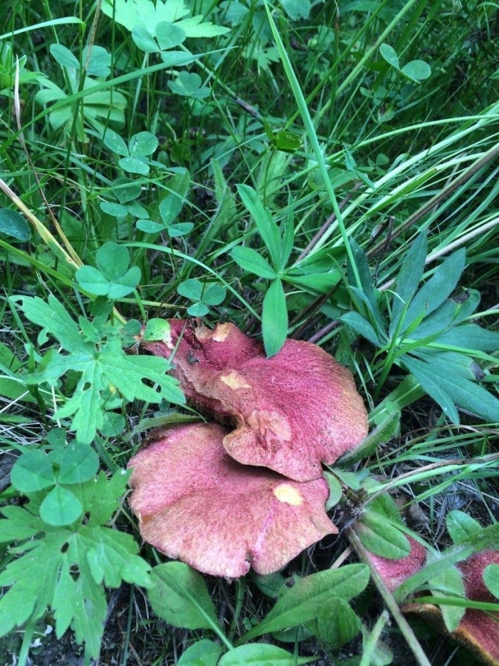 Болетин болотный