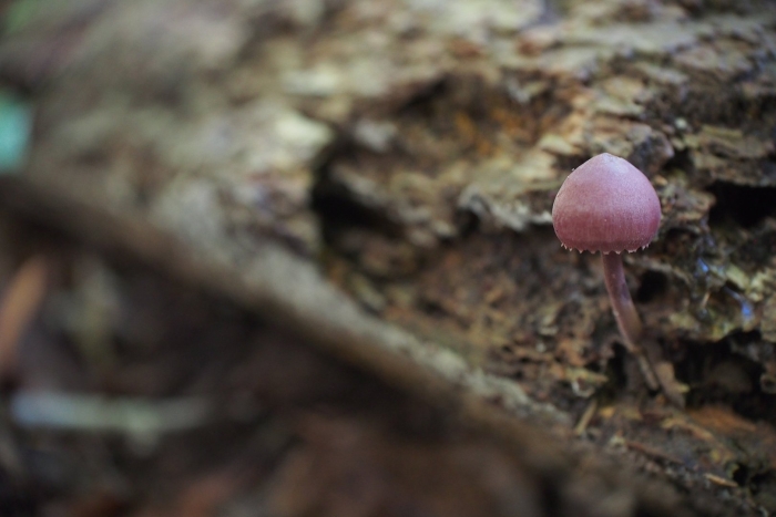 Почвенные грибы