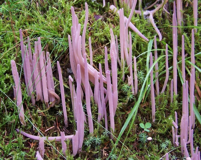 Clavaria purpurea