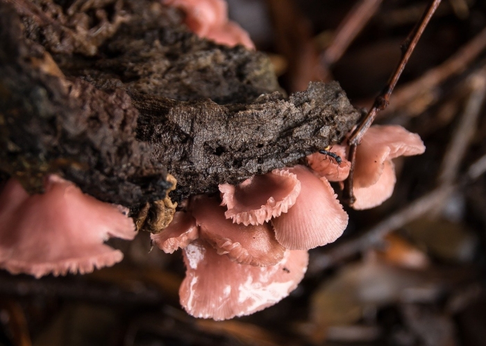 Розовый гриб