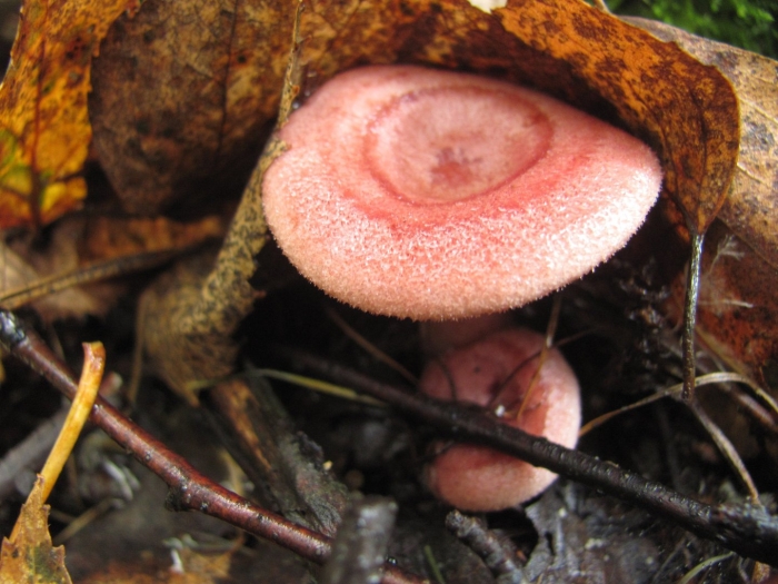 Волнушка гриб